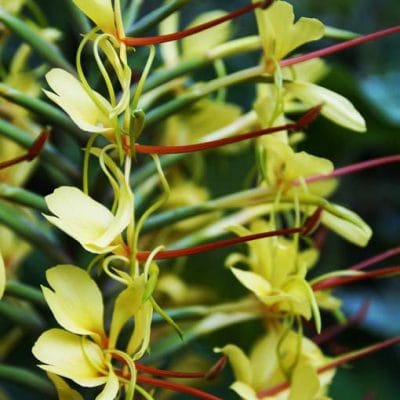 Hedychium-gardnerianum-fleur