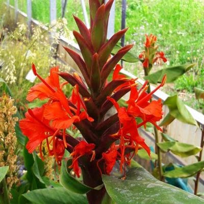 Hedychium-rubrum-pepiniere-arc-en-fleurs