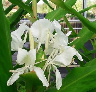hedychium-coronarium-pepiniere-arc-en-fleurs