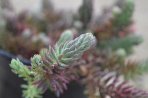 sedum-anopetalum-vue-details-pepiniere-arc-en-fleurs