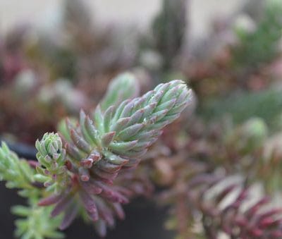 sedum-anopetalum-vue-details-pepiniere-arc-en-fleurs