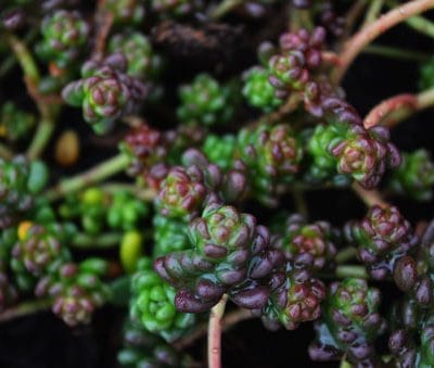 edum-divergens-vue-details-pepiniere-arc-en-fleurs