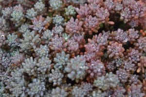 sedum-lydium-glaucum-vue-detailst-pepiniere-arc-en-fleurs