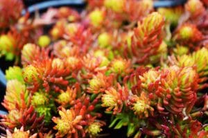 sedum-reflexum-angelina-vue-detail-pepiniere-arc-en-fleurs