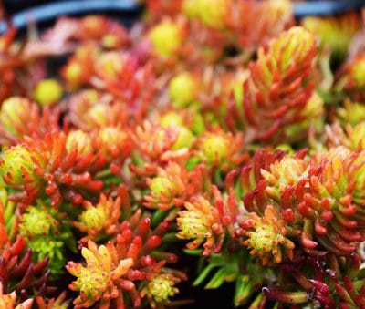 sedum-reflexum-angelina-vue-detail-pepiniere-arc-en-fleurs