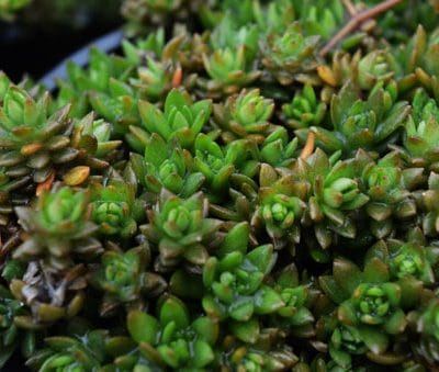 sedum-sarmentosum-vue-detail-pepiniere-arc-en-fleurs