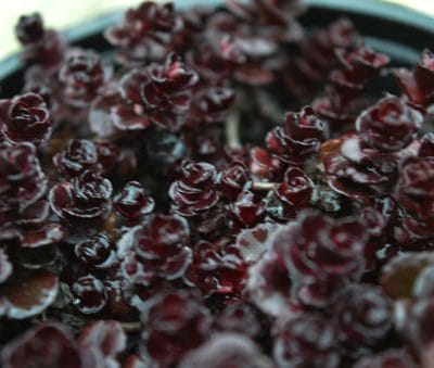 sedum-spurium-atropurpureum-vue-dessus-pepiniere-arc-en-fleurs