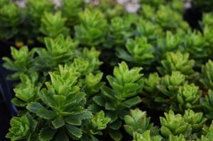 sedum-takesimense-details-pepiniere-arc-en-fleurs