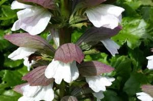 acanthus-mollis-pepiniere-arc-fleurs-plantes-vivaces