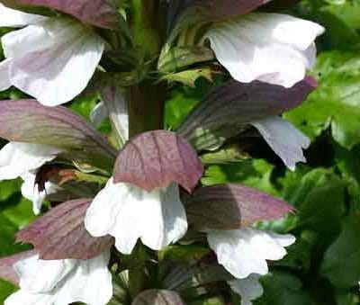acanthus-mollis-pepiniere-arc-fleurs-plantes-vivaces