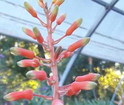 aloe-dumetorum-pepiniere-arc-en-fleurs-fleurs