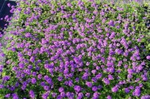 couvres-sol-verbena-tenuisecta-pepiniere-arc-en-fleurs-vivaces