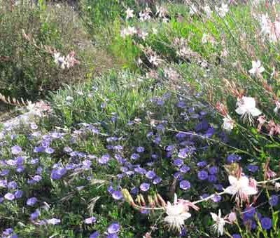 covolvulus-mauritanicus-pepiniere-arc-fleurs-plantes-vivaces