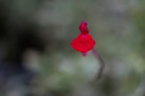 salvia-caramba-fleurs-pepiniere-arc-en-fleurs