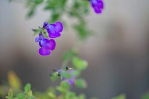 salvia-chamaedryoides-microphylla-pepiniere-arc-en-fleurs-plantes-vivaces
