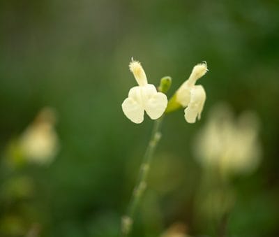 salvia-greggi-yellow-pepiniere-arc-en-fleurs-plantes-vivaces