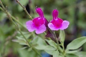 salvia-icing-sugar-pepiniere-arc-en-fleurs-massif-plantes-vivaces