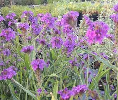 verbena-venosa-pepiniere-arc-en-fleurs-plantes-vivaces