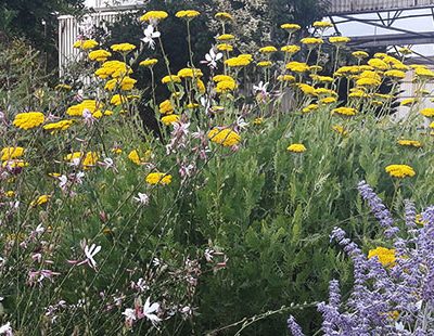 Achillea_filipendulina_massif_vivace