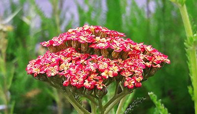 Achillea_millefolium_tricolor