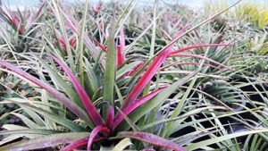 Aechmea_recurvata_benrahtii