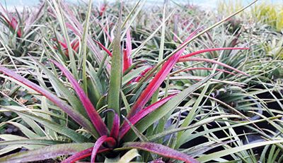 Aechmea_recurvata_benrahtii