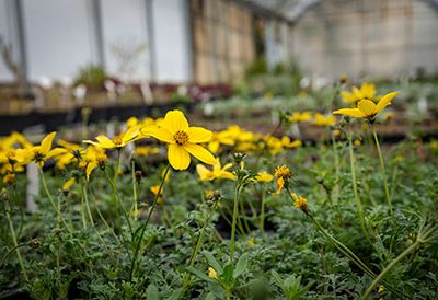 Bidens_ferulifolia