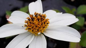 Bidens_pirate_s_pearl_fleur