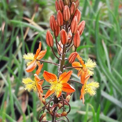 Bulbine_frutescens_hallmark