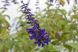 Salvia_anthony_parker