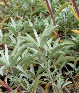 Salvia_apiana_Sauge_blanche