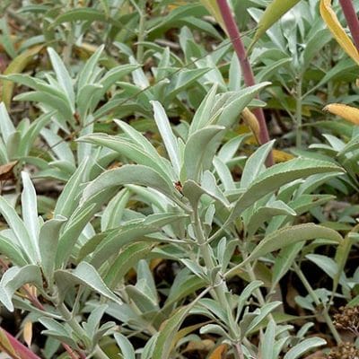 Salvia_apiana_Sauge_blanche