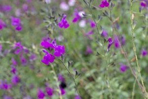 Salvia_arctic_blaze_purple