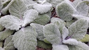 Salvia_argentea_sauge_argentee_feuille_doudou