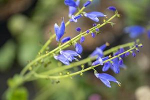 Salvia_cacaliifolia