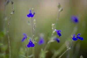 Salvia_chamaedryoides_fleurs
