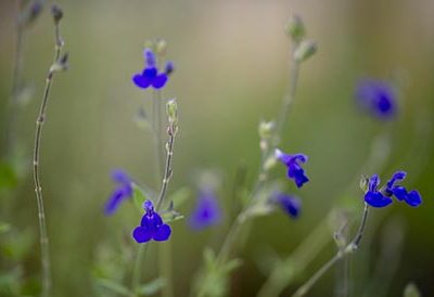 Salvia_chamaedryoides_fleurs