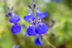 Salvia_chamaedryoides_silver_leaves