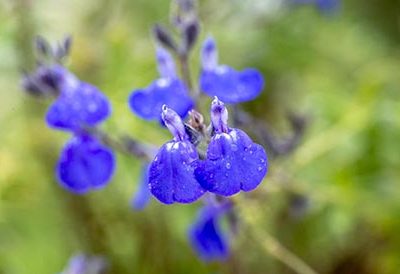 Salvia_chamaedryoides_silver_leaves