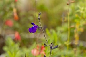 Salvia_coahuilensis