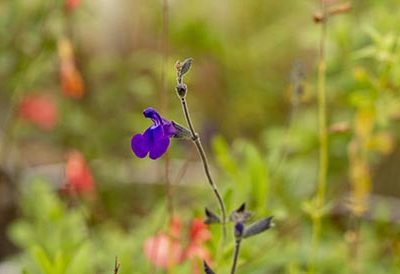 Salvia_coahuilensis