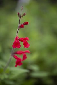 Salvia_darcyi