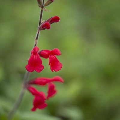 Salvia_darcyi