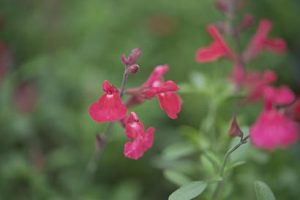 Salvia_devantville_fleurs