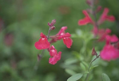 Salvia_devantville_fleurs