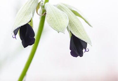Salvia_discolor_sauge_cassis_fleur_noir