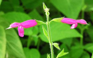 Salvia_dorisiana_floraison