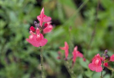 Salvia_el_duranzo