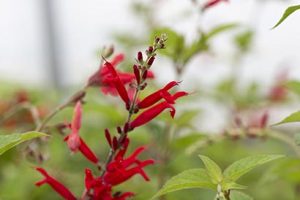 Salvia_elegans_sauge_ananas