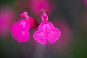 Plusieurs variétés de Sauge, dont Salvia flamenco